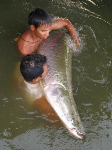 adulto Pirarucu 10 a 18 kg Tambaqui 3 kg