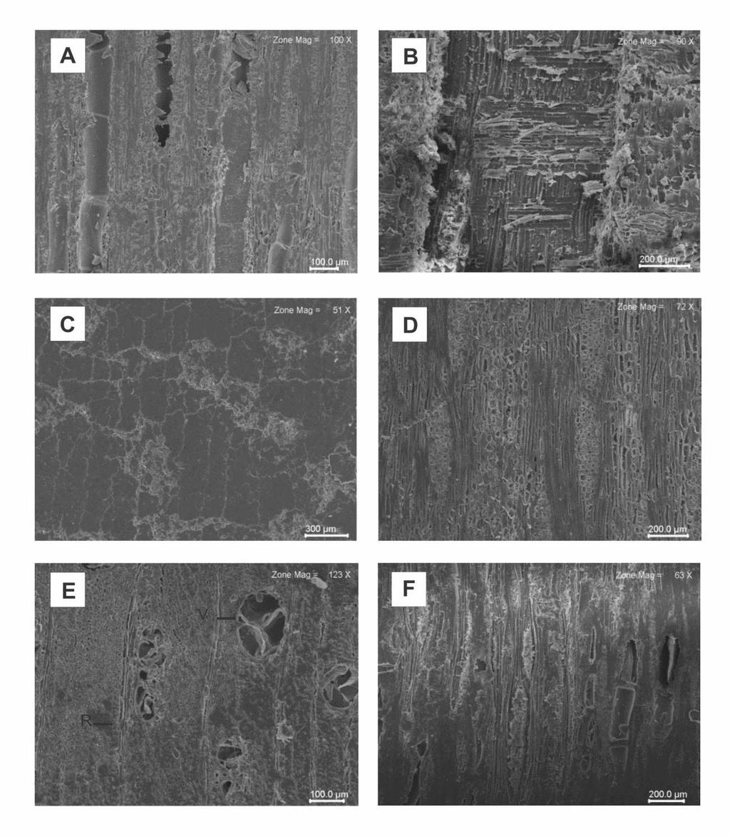 FIGURA 5: Eletromicrografias. A Apuleia leiocarpa (VOGEL.) J. F.