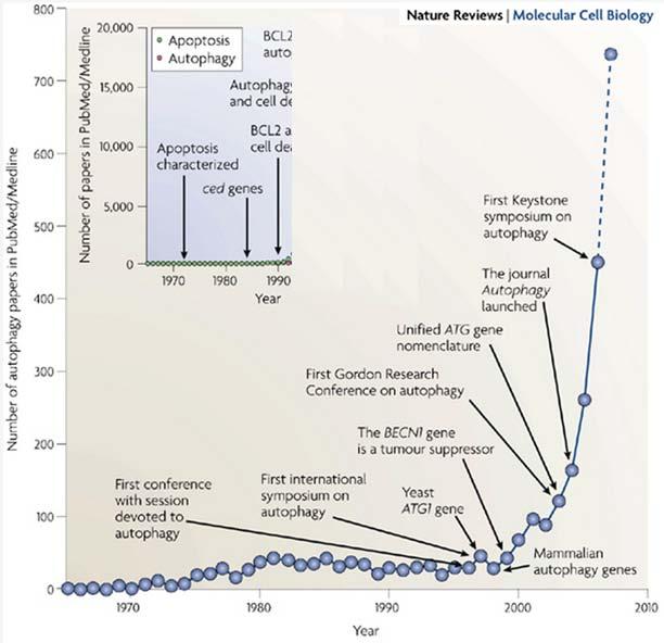 Autofagia