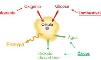 Metabolismo de Carboidratos