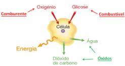 Respiração Celular X Combustão
