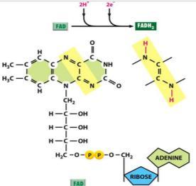 adenine dinucleotide