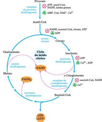 Como o ciclo do Ácido Cítrico é controlado?