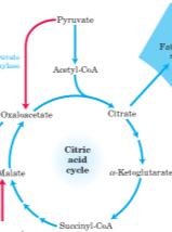 a Gliconeogênese Para onde vão os elétrons carreados?