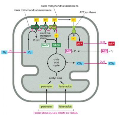 Aerobico Matriz Mitocondrial ATP Espaço