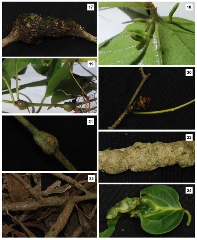 Ocorrência e caracterização de galhas em fragmento de Floresta Estacional Semidecidual em Telêmaco Borba, Paraná, Brasil Figuras 17-24 - Galhas e Plantas Hospedeiras encontradas no fragmento de