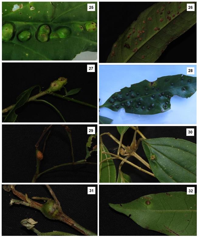 1; 20: Inga marginata; 21: Bignoniaceae; 22: Não identificada; 23: Lauraceae; 24: Piper sp. Os números das figuras correspondem ao número do morfotipo na Tabela 1.