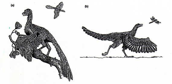 II Evolução do Vôo Como teria evoluído o vôo?