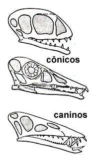 I Origem e Evolução