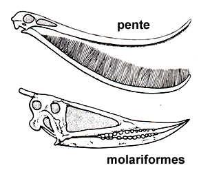 Asas Dentes Pterosauria
