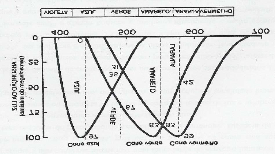 verdes a um valor de 42, mas não estimula todos os cones azuis. Assim, as relações de estimulação dos três tipos de cones são 99:42:0, o que leva à interpretação do laranja.