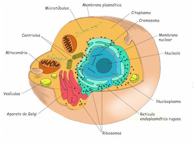 CENTRÍOLOS Organelas perpendiculares formadas por microtúbulos, na região chamada de centrossomos; Tem grande importância no processo de divisão