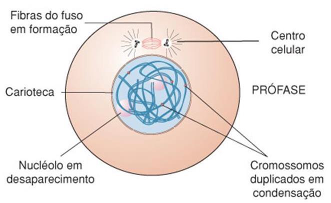 Mitose Prófase DNA desespiralizado disposto na célula de maneira desorganizada.