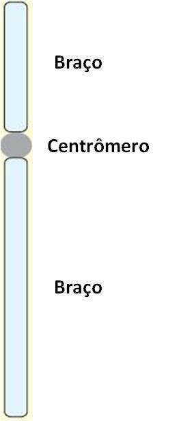 Conceitos básicos: Cromossomo simple