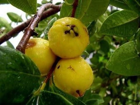 Figura 5. Fruta nativa do RS (coloração amarela): araçá amarelo.