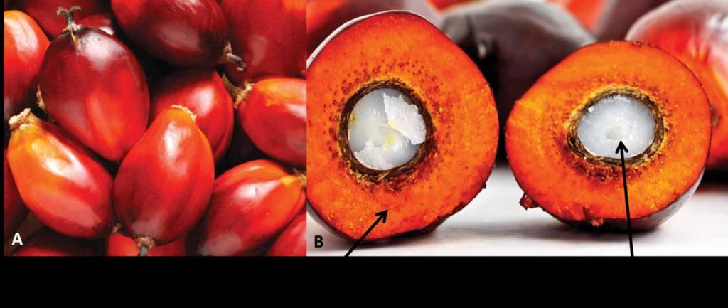 42 Figura 12 - A: Fruto da palmeira inteiro, B: Mesocarpo parte externa (óleo de palma), C: Endosperma - parte interna no fruto, semente (óleo de palmiste) Fonte: Agropalma 68, modificado pela autora.