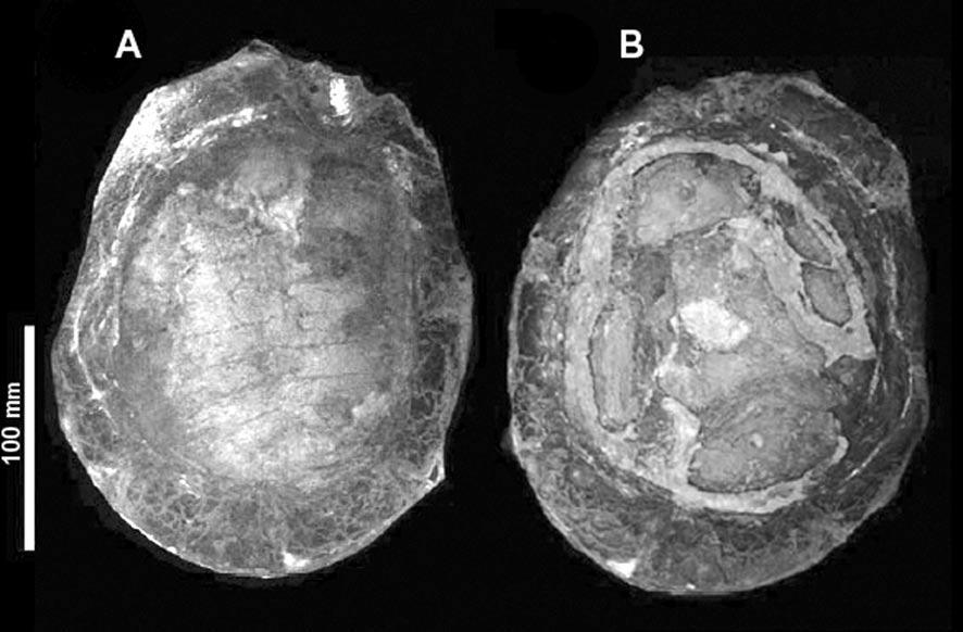 Figura 2 Araripemys barretoi exemplar MN 6743-V. (A) Vista dorsal; (B) Vista ventral.