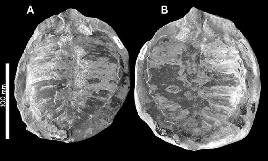 Figura 3 Araripemys barretoi exemplar MN 6744-V. (A) Vista dorsal; (B) Impressão da carapaça deixada no contra molde.