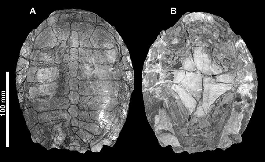 na. Análises posteriores mostraram que MN 6760-V possui diferenças, relacionadas a carapaça, que não permitem associá-lo a Euraxemys essweini e nem a Caririemys violetae (Oliveira & Kellner, 2007).