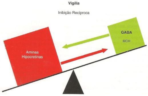 SS. Aminérgicos projetam-se para o hipotálamo anterior inibindo as celulas