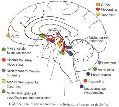 Flávio Alóe, et al. Sleep-wake cycle mechanisms. Rev Bras Psiquiatr.