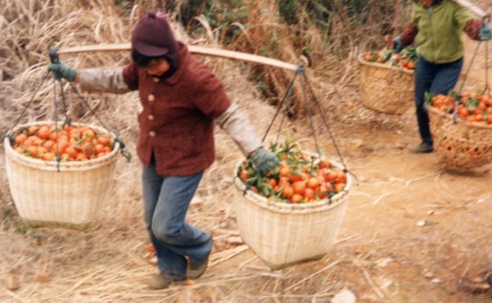 Citricultura da China Área de Produção: 2,1 milhões de hectares Produção 648 milhões de