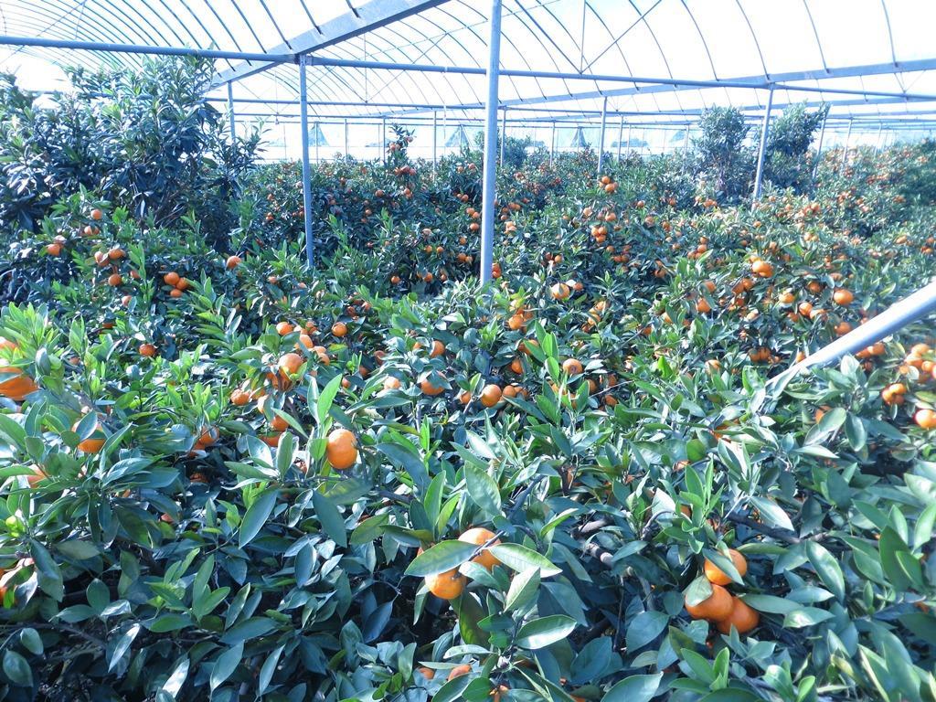 Produção de tangerinas em estufa: