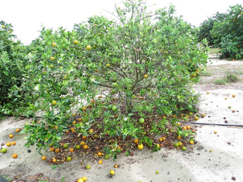 Situação atual na Flórida 65 milhões de laranjeiras Produção estimada: 154 milhões de caixas (Out/2012) 133 milhões de caixas (Mai/2013) 110 milhões de caixas