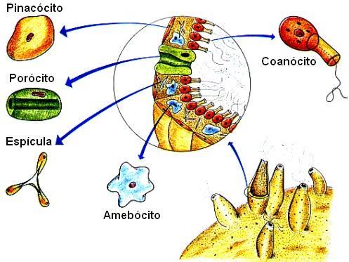 Células encontradas nos poríferos Coanócitos: células flageladas responsáveis pela movimentação da água trazendo partículas nutritivas e oxigênio.