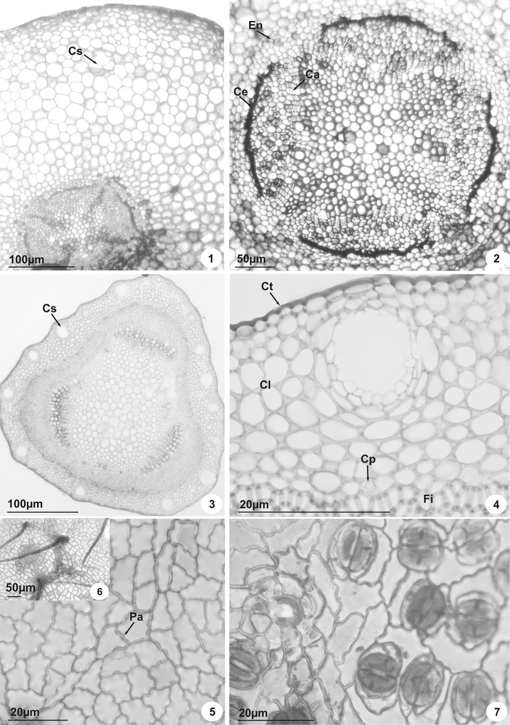 675 FIGURAS 1-7. Secções transversais do caule e raiz e paradérmicas da folha de Hymenaea martiana Hayne. 1. Vista geral da raiz: cavidade secretora em início de formação (Cs). 2.