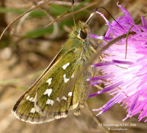 Effects of Habitat Patch Size and Isolation on Dispersal by