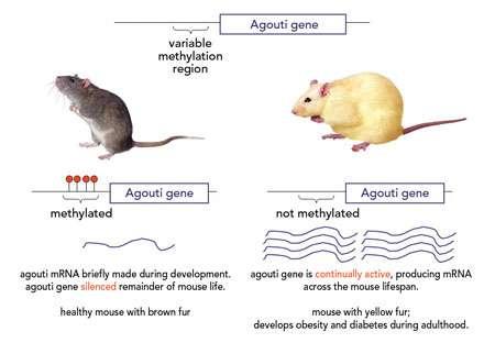 Região promotora metilada mrna do gene agouti: produzido um pouco durante o desenvolvimento e