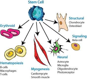 Como diferentes células tronco adultas sabem seu destino