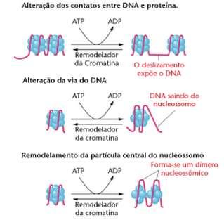 Fatores de remodelamento de cromatina Complexo SWI/SNF 9 a 12 subunidades que são recrutadas para promotores específicos e atuam no remodelamento da cromatina: Deslizamento do octâmero de histonas ao