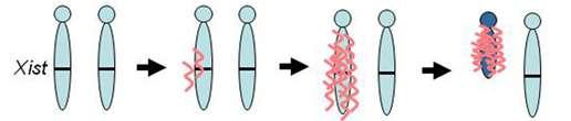 Processo de inativação do X XIST é expresso somente pelo cromossomo inativo (para inativá-lo).