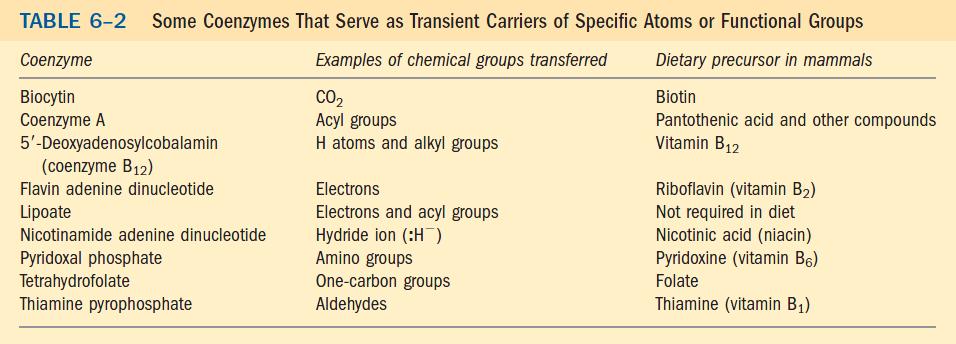 Muitas vitaminas são cofatores de enzimas Cofatores e coenzimas são também chamados de grupos prostéticos.