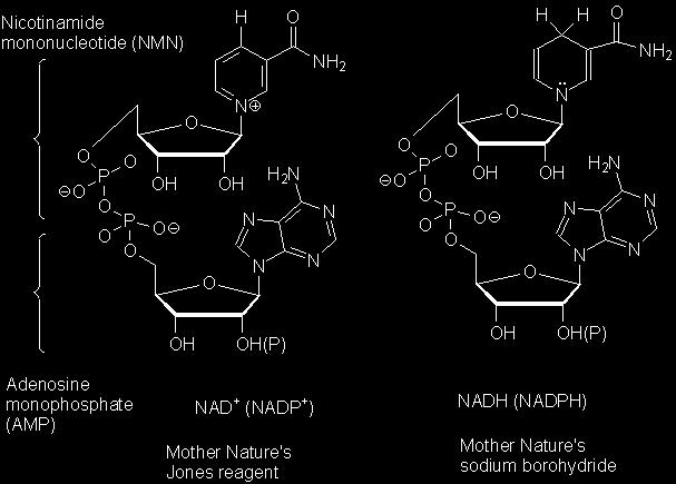 Coenzimas são importantes para diversas reações Muitas enzimas utilizam co-fatores (íons metálicos ou divalentes, Ca e Mg) para a catálise.