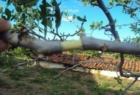 Níveis de anelamento, AIB e proteção do substrato na clonagem de Cnidoscolus quercifolius por alporquia na Universidade Federal de Campina Grande (UFCG), Campus de Patos/PB, nas coordenadas