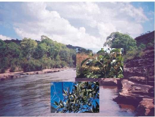 101 Figura 9.2: Floresta de Galeria do Rio Jaguariaíva.