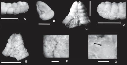 PROCEDÊNCIA DO MATERIAL O fóssil estudado provém da localidade denominada Mossoró 03 (MO-03), situada na BR-117, trecho Mossoró-Governador Dix-Sept Rosado Maia, no Município de Mossoró, 15 km após a