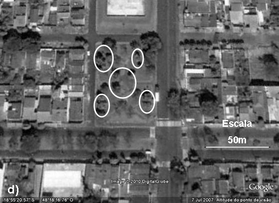 b), c) e d) Círculos brancos mostram a localização dos indivíduos de Michelia champaca observados no Parque Municipal do Sabiá, no Campus Umuarama e