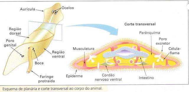 Lophotrochozoa :