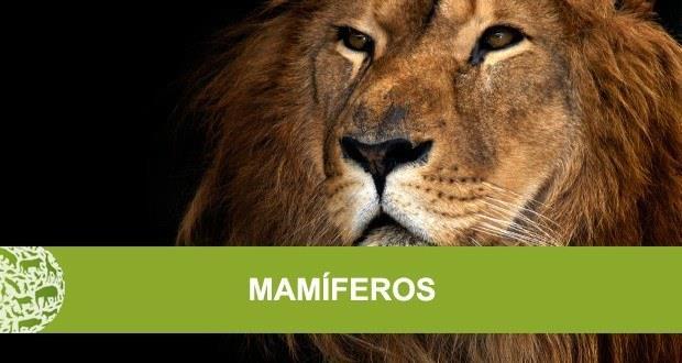Os mamíferos têm capacidade de inteligência, memória e aprendizado maior que a dos outros vertebrados Os mamíferos são animais classificados na classe Mammalia.