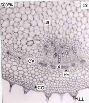 pluricelulares visualizados no limbo foliar são visíveis no pecíolo (Figura 12). A região cortical e medular estão preenchidas por parênquima comum, com meatos.