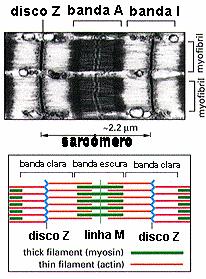 Microfilamentos (filamentos de actina) Papel na contracção muscular Citosqueleto Cada sarcómero contém 2 bandas distintas: Banda clara (I)