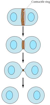 1) Migração de células embrionárias durante o desenvolvimento 2) Invasão dos tecidos