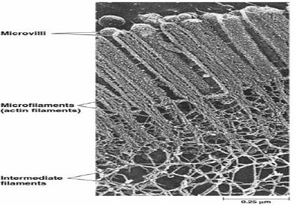 Extremidade mais Membrana celular Filamentos de actina Exemplo: as microvilosidades à superfície das células intestinais.