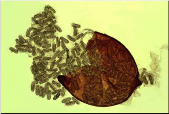 (anidrobiose) No género Bursaphelenchus, na quiescência o nemátodo fica encerrado no exoesqueleto do instar anterior