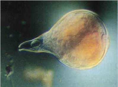 Nemátodes -Morfologia Dimensão: Os nemátodes do solo têm de comprimento 0,15 a 12 mm e de largura 15 a 70 nm (os fitófagos medem de 0,25 a 12