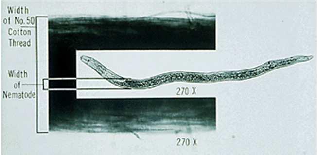 gigantisma do cachalote) Forma: A maioria dos nemátodes são filiformes, com o corpo adelgaçado em ambas as extremidades Pratylenchus penetrans